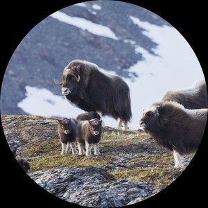 Meet your Posher, Tina